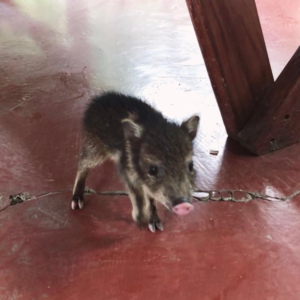 The baby pecarí (peccary) that inspired the Pecari Rides name, standing on a red tile floor
